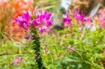 Cleome In The Garden Stock Photo