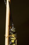 Sand Wasp (bembex Rostratus) Stock Photo