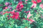 Colorful Flowers For Background Stock Photo
