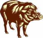 Philippine Warty Pig Woodcut Stock Photo