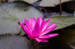 Pink Lotus Blossoms Blooming On Pond Stock Photo
