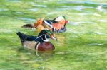 Wood Duck And Mandarin Duck Stock Photo