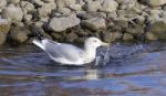 The Ring-billed Gull Is Swimming Stock Photo