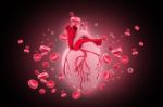 Human Heart Circulation Cardiovascular System Stock Photo