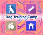 Dog Training Camp Indicates Group Trained And Coaching Stock Photo