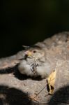 Baby Sparrow (passeridae) Resting On A Rock In The Sunshine Stock Photo