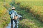 Farmer In Rice Field Stock Photo