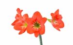 Red Hippeastrum Isolated On White Background Stock Photo