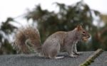 Grey Squirrel Stock Photo