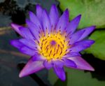 Purple Lotus On Pond Stock Photo