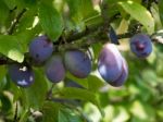 Bunch Of Plums Ripening In The Sunshine Stock Photo