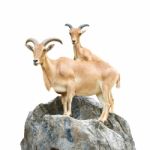 Serow (mountain Goat , Capricornis Sumatraensis) Stand On Rock At Chiangrai ,thailand  (isolated) Stock Photo