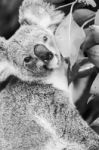 Koala In A Eucalyptus Tree. Black And White Stock Photo