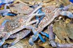 Fresh Blue Crabs On Ice Exposition At The Seafood Market In Thai Stock Photo