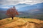 Lone Tree In Autumn Mountains. Cloudy Fall Scene Stock Photo