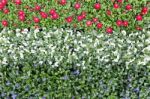 Flowers In Rows And Lines Showing Colors Of Dutch Flag Stock Photo