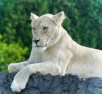 Picture With A White Lion Looking Aside In A Field Stock Photo
