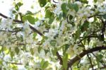 The Blooming Of Apple Trees Stock Photo