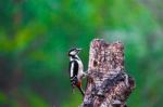 Great Spotted Woodpecker In A Spring Forest Stock Photo