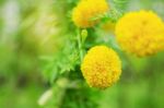 Marigold With Green Background Stock Photo