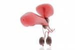 Male Reproductive System Stock Photo