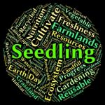 Seedling Word Indicating Young Plant And Botanical Stock Photo