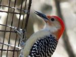 Red Bellied Woodpecker Stock Photo