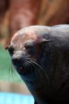 South-african Fur Seal Stock Photo