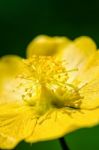 Small Yellow Pollen On Flowers Stock Photo