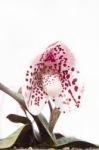 Lady Slipper Orchid Paphiopedilum , Isolate On White Stock Photo