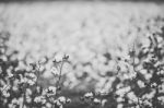 Cotton Field In The Countryside Stock Photo