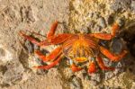 Sally Lightfoot Crab On Galapagos Islands Stock Photo