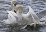 Amazing Fight Between The Swans Stock Photo