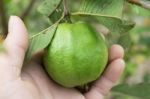 Organic Guava Fruit On Tree In Close Up Stock Photo