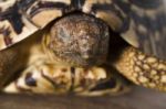 Close Up View Of A Cute And Small Leopard Tortoise Stock Photo