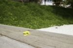 Yellow Petal Falled On Wooden Bench In Garden Stock Photo