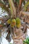 Coconut Palm (cocos Nucifera) Tree In Lanzarote Canary Islands S Stock Photo