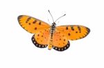 Butterfly Isolated Stock Photo