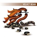 Velvet Beans Or Mucuna Pruriens Stock Photo