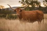 Longhorn Cow In The Paddock Stock Photo