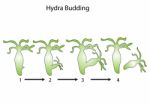 Hydra Budding Stock Photo