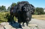 Calgary, Alberta/canada - August 7 : Statue Of A Canadian Bison Stock Photo