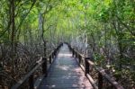 Beautiful Land Scape Of Wood Way Bridge In Natural Mangrove Fore Stock Photo