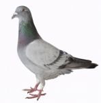 Close Up Full Body Of Sport Racing Pigeon Bird Isolated White Background Stock Photo