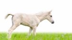 Horse Foal In Grass Isolated On White Stock Photo