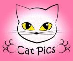 Cat Pics Shows Kitten Cats And Felines Stock Photo