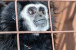 Face And Eyes Downcast Of Gibbon In A Cage Stock Photo