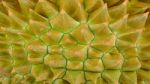 Close Up Durian For Background Stock Photo