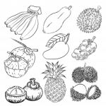 Hand Drawn Set Of Different Tropical Fruits- Sketch Design Stock Photo