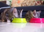 Cute Two Baby Tabby American Shorthair Kitten Eating Together Stock Photo
